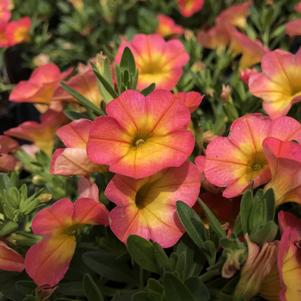 Calibrachoa Superbells® Coral Sun