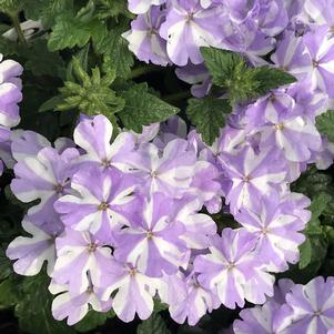 Verbena Superbena® Stormburst