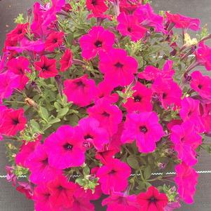 Petunia Wave® Purple