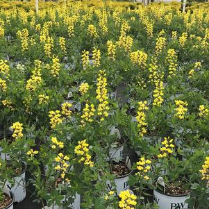 Baptisia Decadence® 'Lemon Meringue'