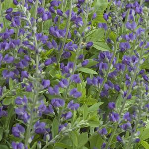 Baptisia australis 