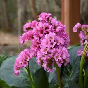 Bergenia cordifolia 'Miss Piggy'