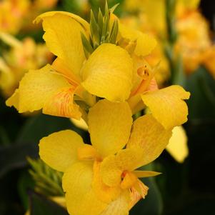 Canna Cannova® Yellow