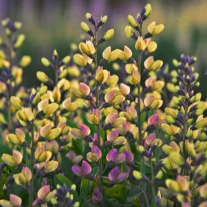 Baptisia Decadence® Deluxe 'Pink Lemonade'