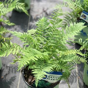 Athyrium filix-femina 