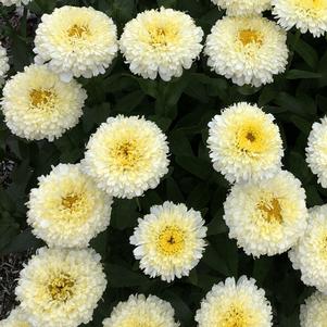 Leucanthemum Luna