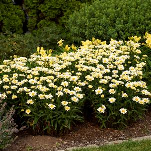 Leucanthemum superbum 'Banana Cream'