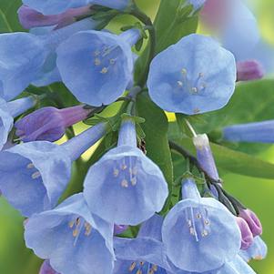 Mertensia virginica 