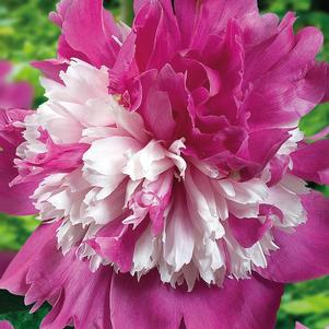 Paeonia 'Celebrity'