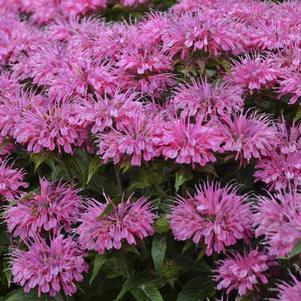 Monarda Sugar Buzz® Bubblegum Blast