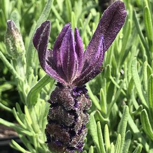 Lavandula stoechas 'Primavera'