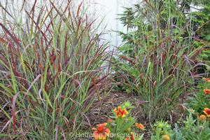 Panicum virgatum Ruby Ribbons™