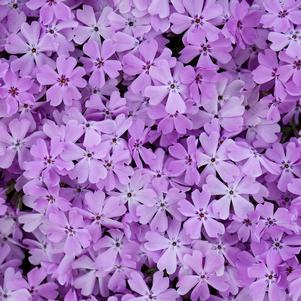 Phlox Spring Bling® 'Pink Sparkles'