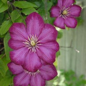 Clematis 'Ville de Lyon'