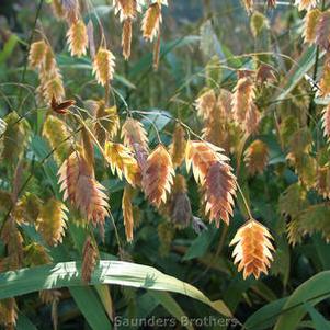 Chasmanthium latifolium 