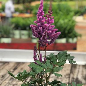 Astilbe chinensis 'Visions'