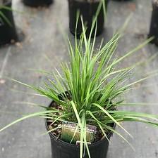 Calamagrostis x acutiflora 'Karl Foerster'