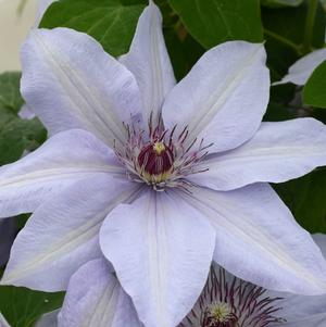 Clematis Bernadine™