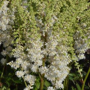 Astilbe chinensis 'Vision in White'