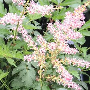 Astilbe simplicifolia 'Hennie Graafland'