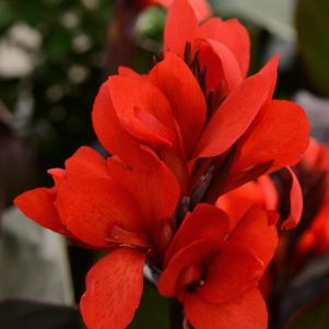 Canna Cannova® Bronze Scarlet