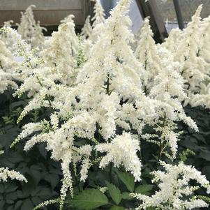 Astilbe x arendsii 'Deutschland'