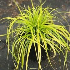 Carex oshimensis EverColor® 'Everillo'