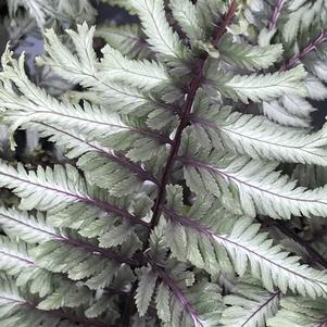 Athyrium niponicum 'Crested Surf'