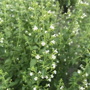 Calamintha nepeta subsp. nepeta