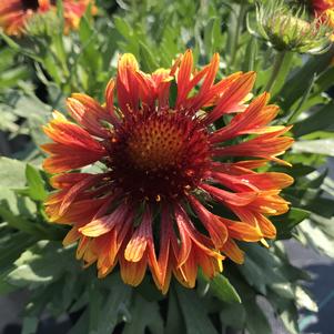 Gaillardia aristata SpinTop™ Copper Sun