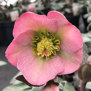 Helleborus 'Dorothy's Dawn'