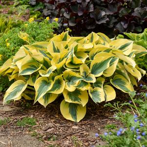 Hosta Shadowland® 'Autumn Frost'