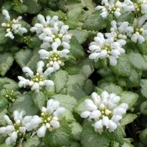 Lamium maculatum 'White Nancy'