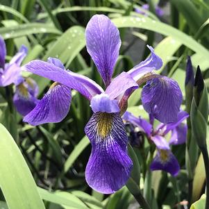 Iris versicolor 'Purple Flame'