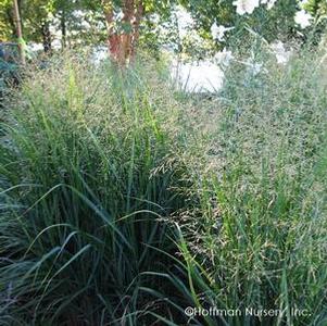 Panicum virgatum 'Summer Sunrise'