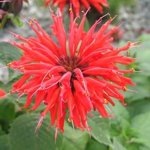 Monarda didyma 'Gardenview Scarlet'