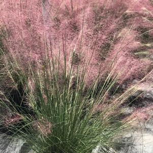 Muhlenbergia capillaris 