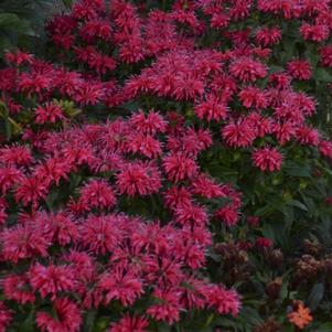 Monarda Sugar Buzz® Cherry Pops