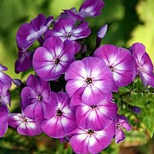 Phlox paniculata Flame® Purple Eye