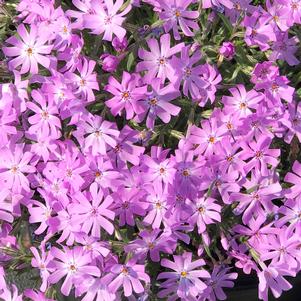 Phlox subulata 'Bedazzled Lavender'