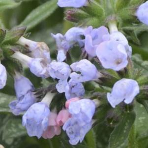 Pulmonaria 'Twinkle Toes'