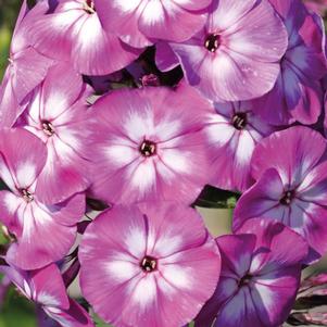 Phlox paniculata 'Laura'