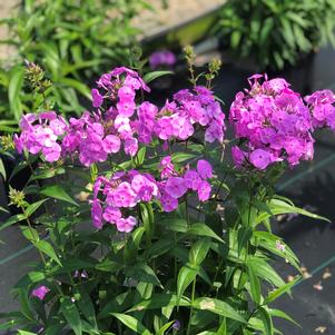 Phlox Fashionably Early Flamingo