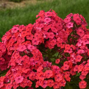 Phlox paniculata Luminary™ 'Sunset Coral'