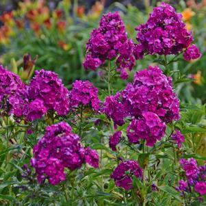 Phlox paniculata 'Nicky'