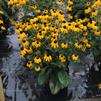 Rudbeckia fulgida 'Goldsturm'