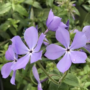 Phlox divaricata 'Blue Moon'