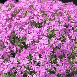 Phlox subulata 'Fort Hill'