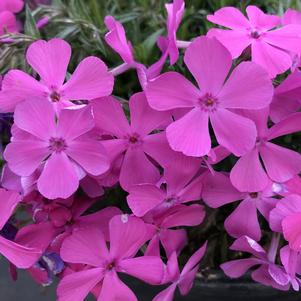 Phlox subulata Drummond's Pink