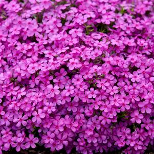 Phlox Spring Bling® 'Ruby Riot'